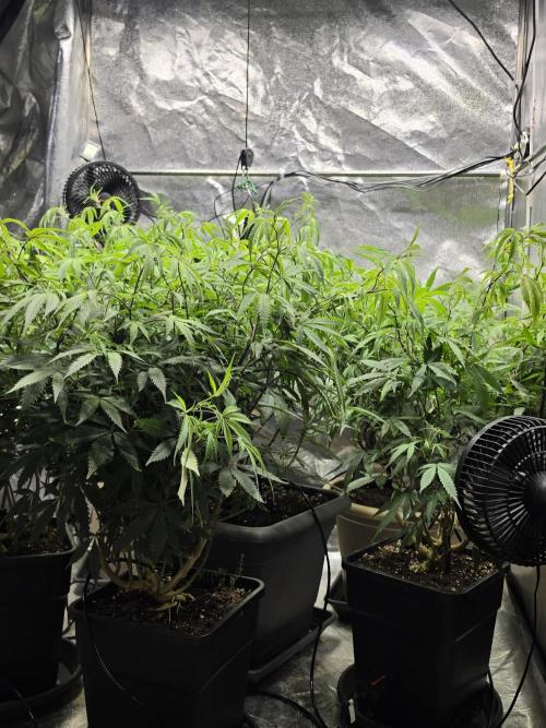 Zupernova Clones. Week 16