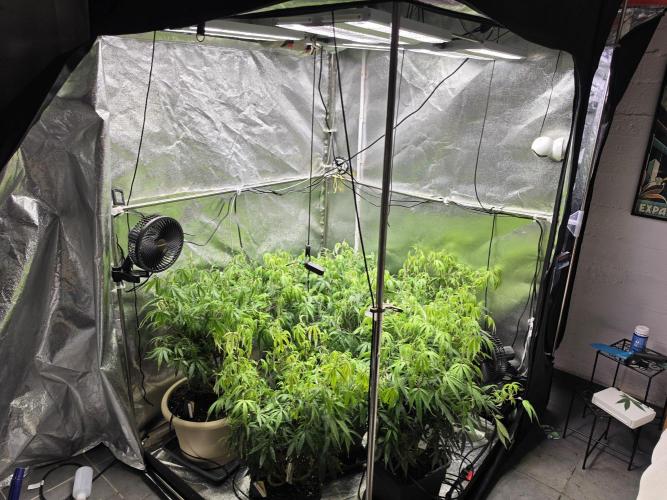 Zupernova Clones. Week 16