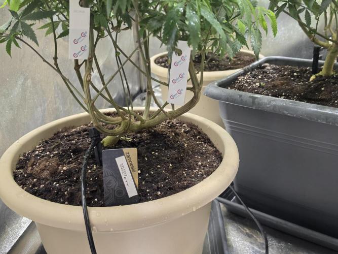Zupernova Clones. Week 16