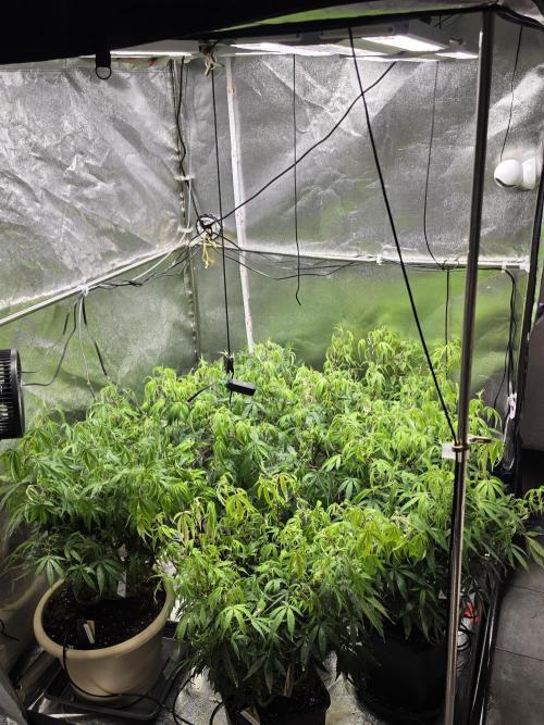 Zupernova Clones. Week 16