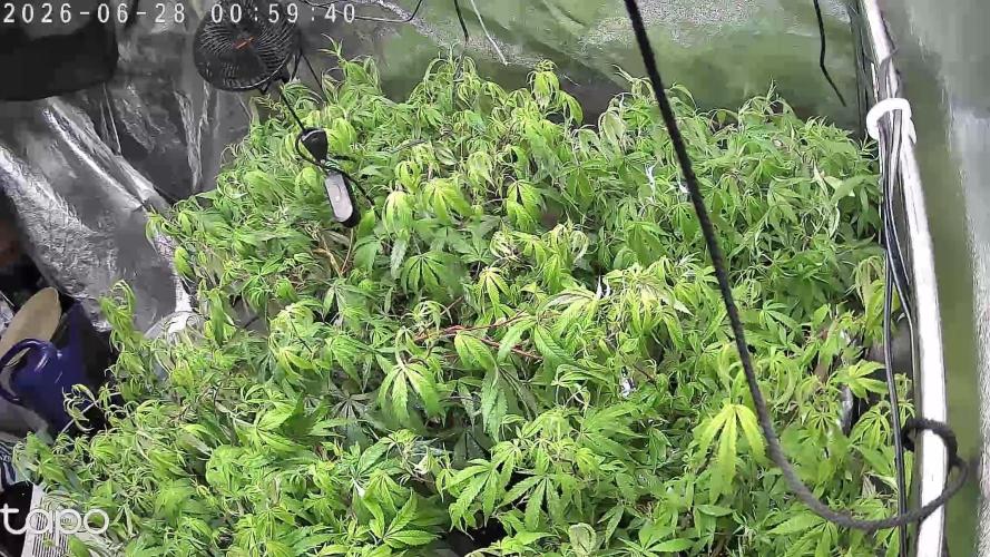 Zupernova Clones. Week 16