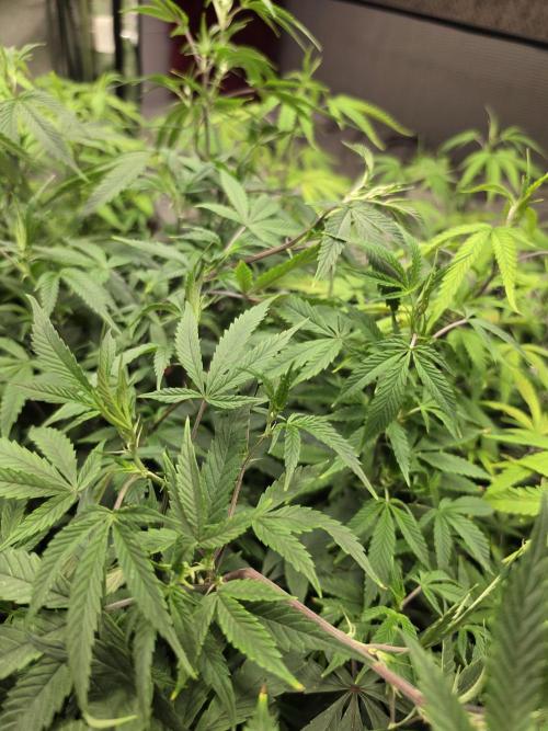 Zupernova Clones. Week 17
