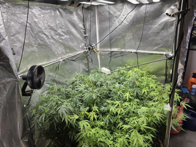 Zupernova Clones. Week 17