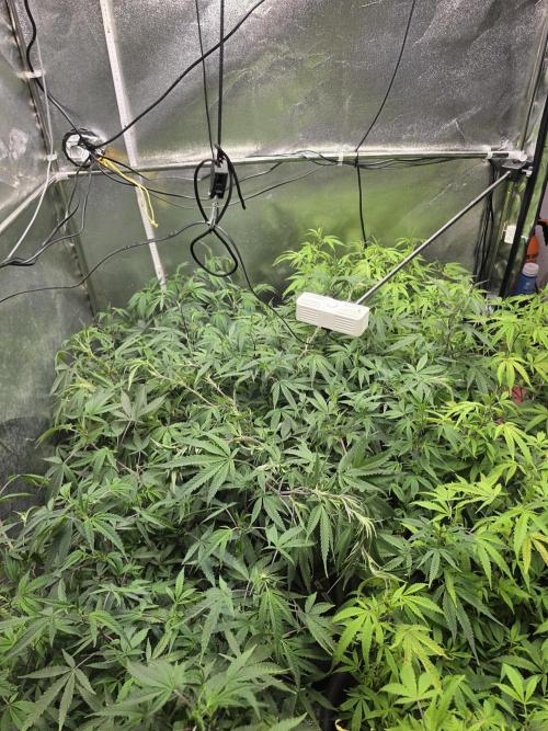 Zupernova Clones. Week 17