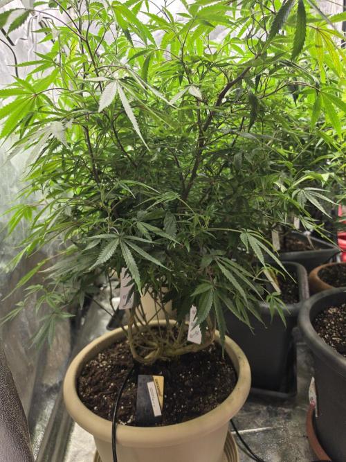 Zupernova Clones. Week 17