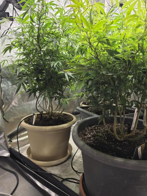 Zupernova Clones. Week 17