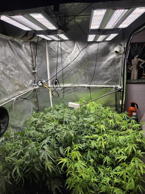 Zupernova Clones. Week 17