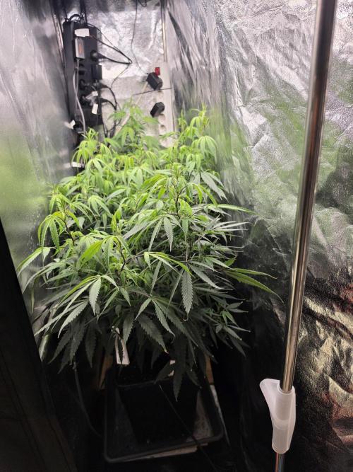 Zupernova Clones. Week 17