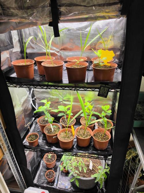 Zupernova Clones. Week 17