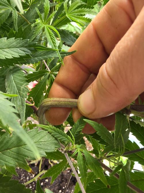 Zupernova Clones. Week 17