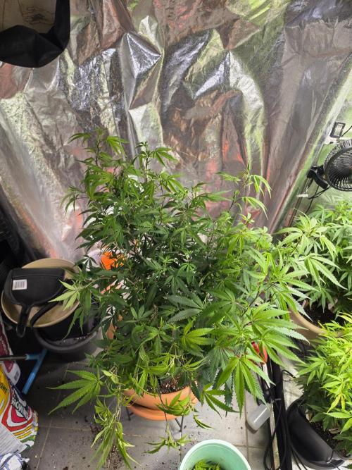 Zupernova Clones. Week 17