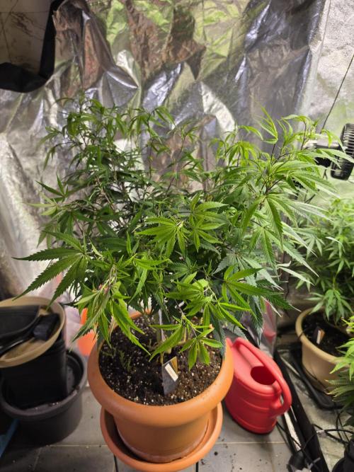 Zupernova Clones. Week 17