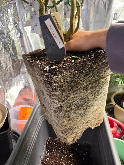 Zupernova Clones. Week 17