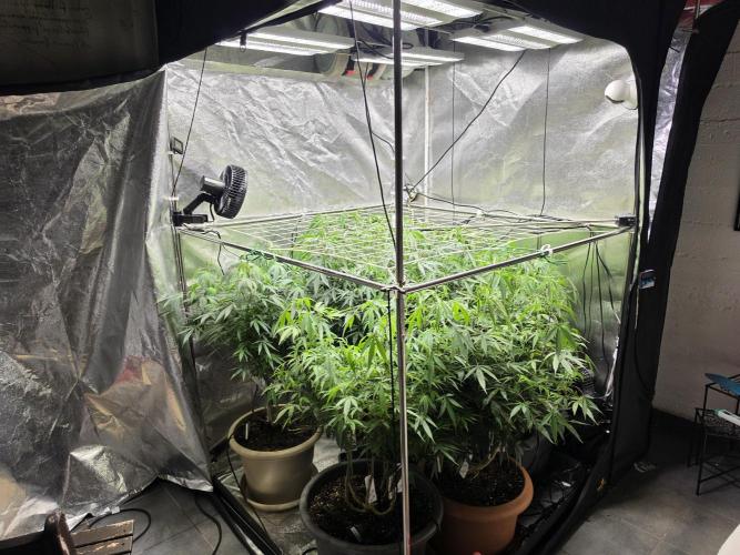 Zupernova Clones. Week 18