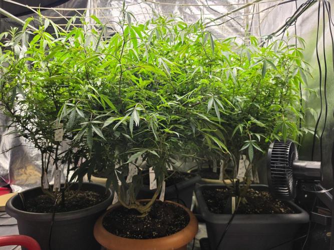 Zupernova Clones. Week 18