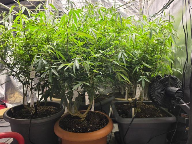 Zupernova Clones. Week 18