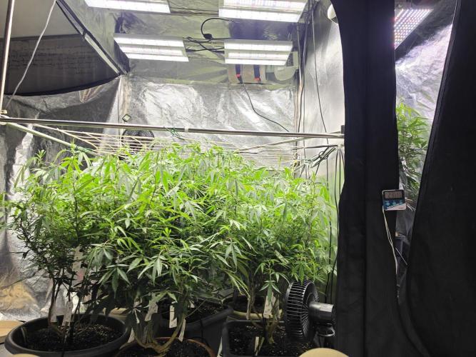 Zupernova Clones. Week 18