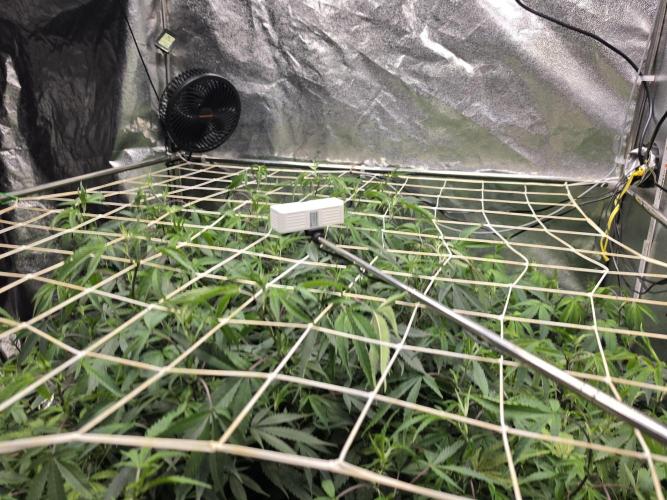 Zupernova Clones. Week 18