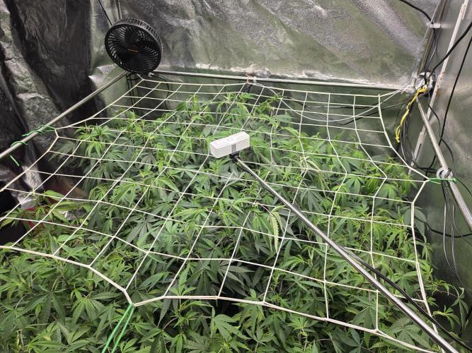 Zupernova Clones. Week 18