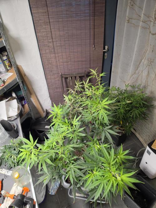 Zupernova Clones. Week 18