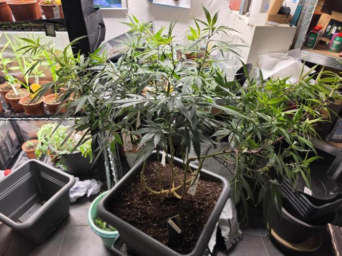 Zupernova Clones. Week 18