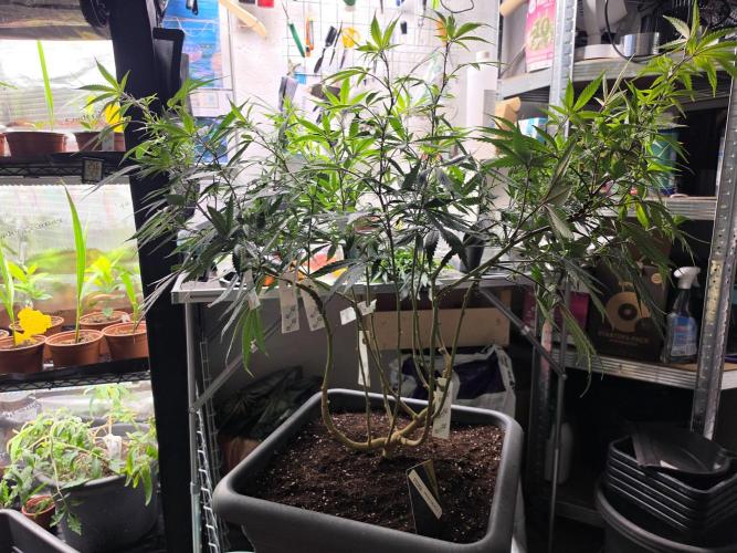 Zupernova Clones. Week 18