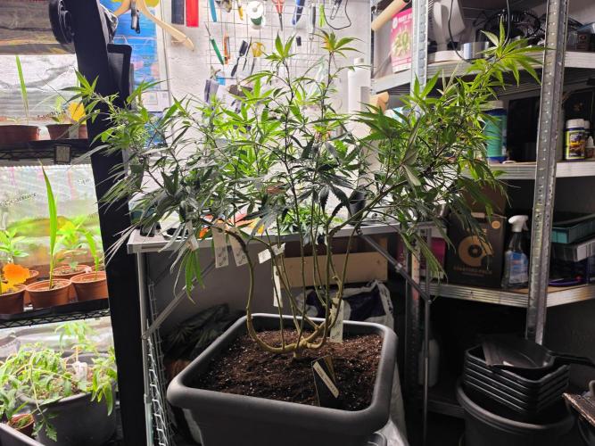 Zupernova Clones. Week 18