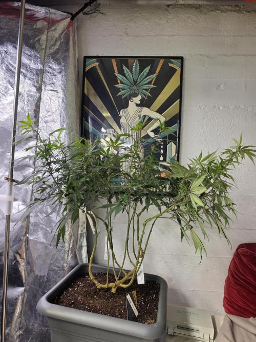 Zupernova Clones. Week 18