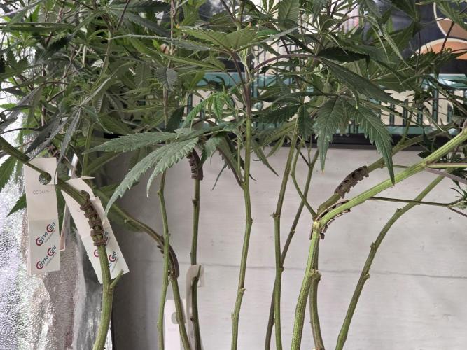 Zupernova Clones. Week 18