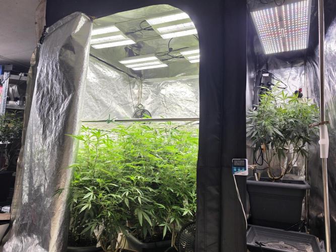 Zupernova Clones. Week 18