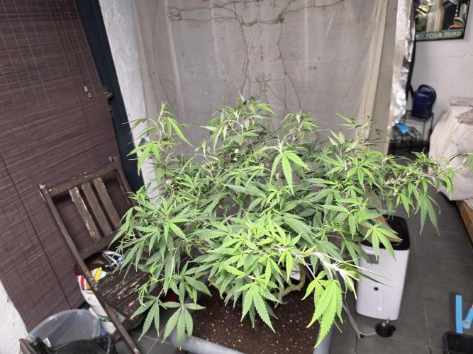 Zupernova Clones. Week 18