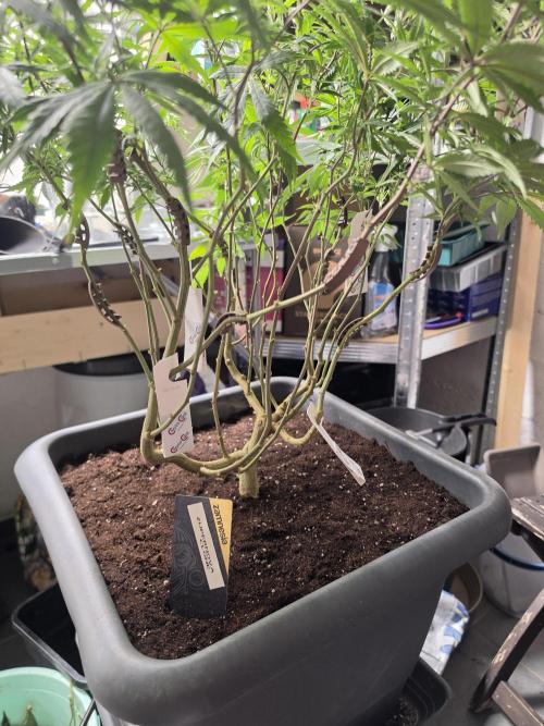 Zupernova Clones. Week 18
