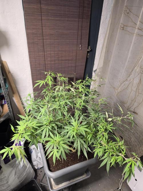 Zupernova Clones. Week 18