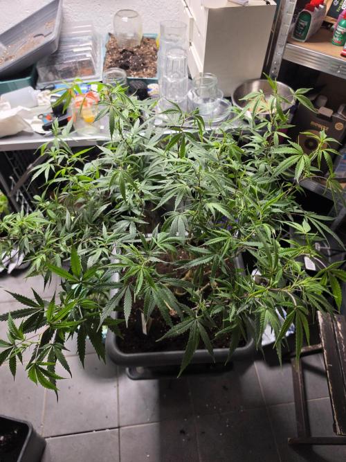 Zupernova Clones. Week 18