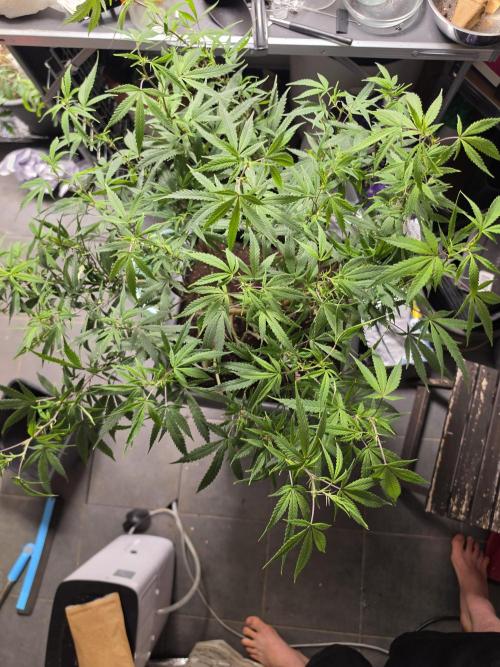 Zupernova Clones. Week 18
