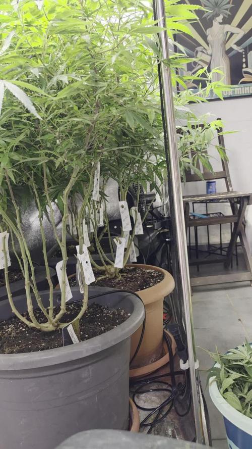 Zupernova Clones