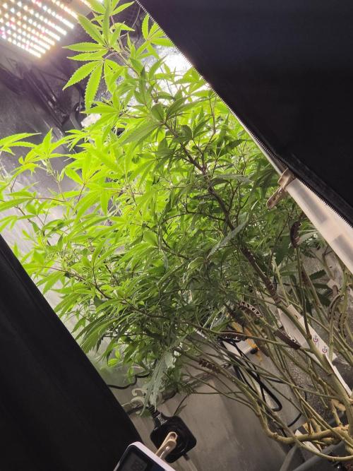 Zupernova Clones. Week 19