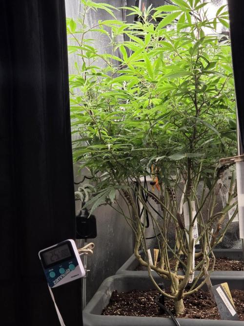 Zupernova Clones. Week 19