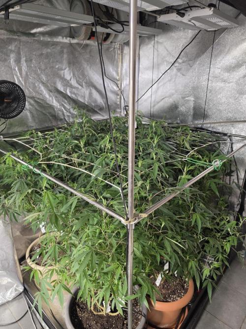 Zupernova Clones. Week 19