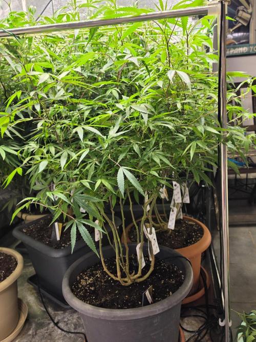 Zupernova Clones. Week 19