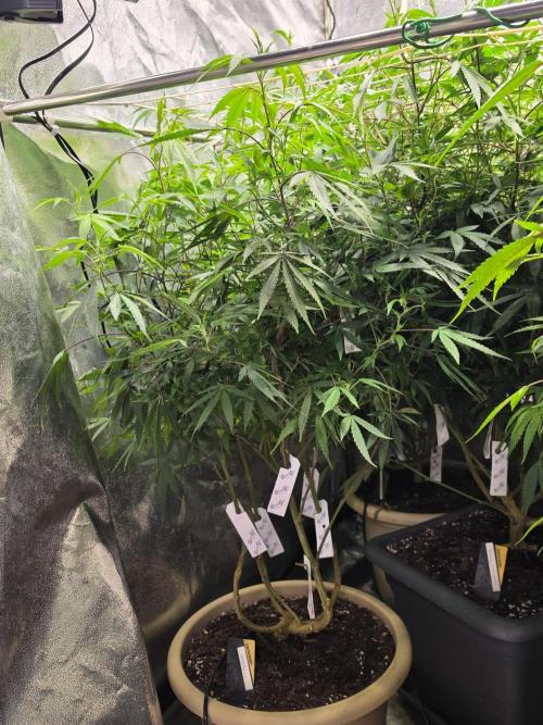 Zupernova Clones. Week 19