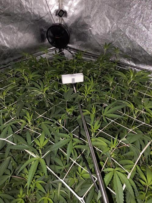 Zupernova Clones. Week 19