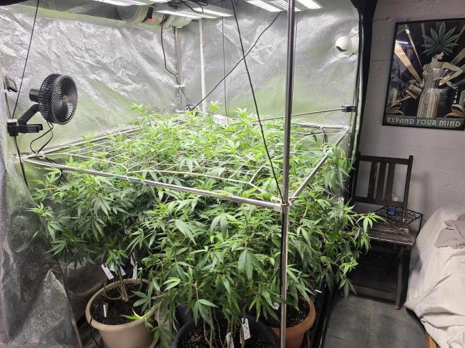 Zupernova Clones. Week 19