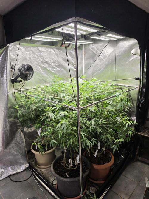 Zupernova Clones. Week 19