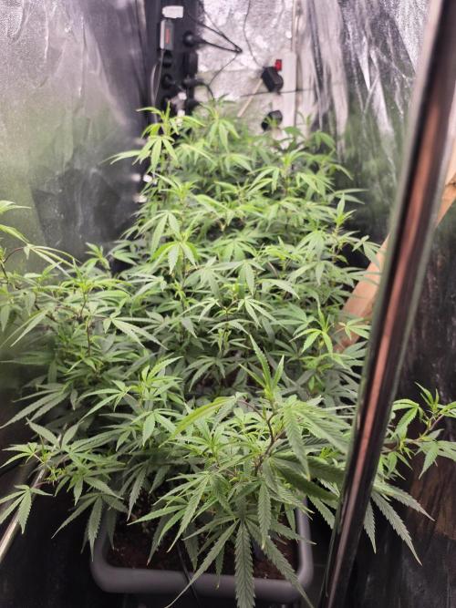 Zupernova Clones. Week 19