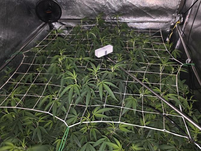 Zupernova Clones. Week 19