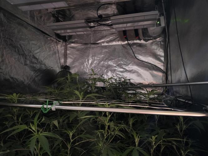 Zupernova Clones. Week 19