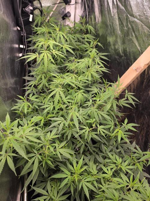 Zupernova Clones. Week 19