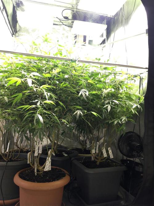 Zupernova Clones. Week 20