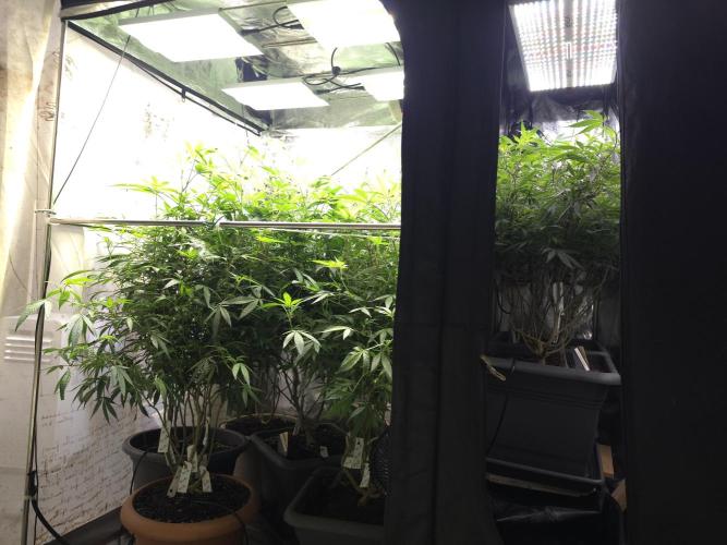 Zupernova Clones. Week 20
